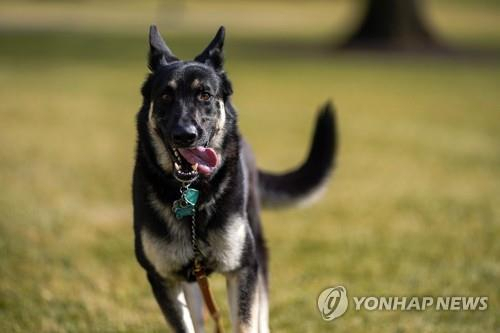 유기견 출신으로 미국 첫 '퍼스트 독' 된 메이저./EPA연합뉴스