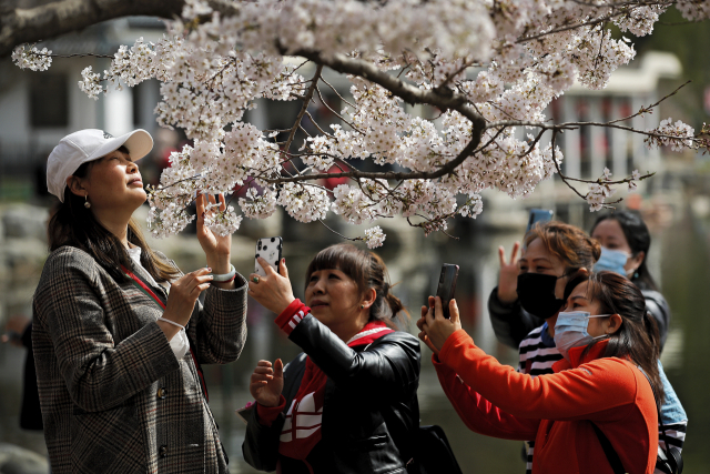 지난달 30일 중국 베이징의 상춘객들이 한 공원에서 ‘꽃놀이’를 즐기고 있다. /AP연합뉴스