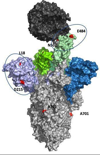 남아공발 변이 신종 코로나의 스파이크 단백질(PDB: 7a94)에 생긴 돌연변이 위치가 적색으로 표시돼 있다. /연합뉴스=UC Riverside Godzik lab 제공