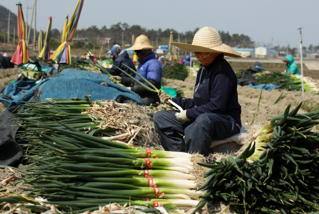 지난달 23일 전남 신안군 임자도의 한 대파밭에서 농민들이 파를 수확하고 있다. /연합뉴스