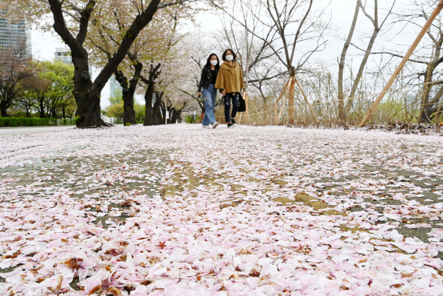 벚꽃길 걸어요