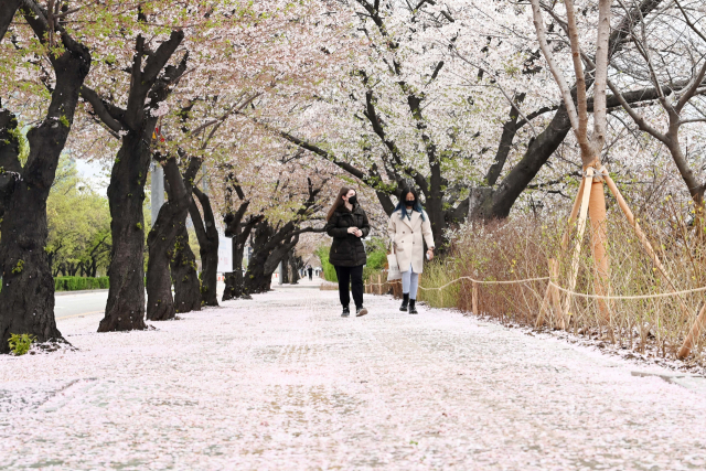 [사진] 봄비에...벌써 벚꽃 엔딩?