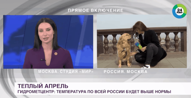 지난1일(현지시간) 모스크바 시가지에서 골든 레트리버에 마이크를 빼앗긴 나데즈다 세레즈키나 미르24 기자가 레트리버와 악수를 하고 있다./ 출처=미르24 유튜브