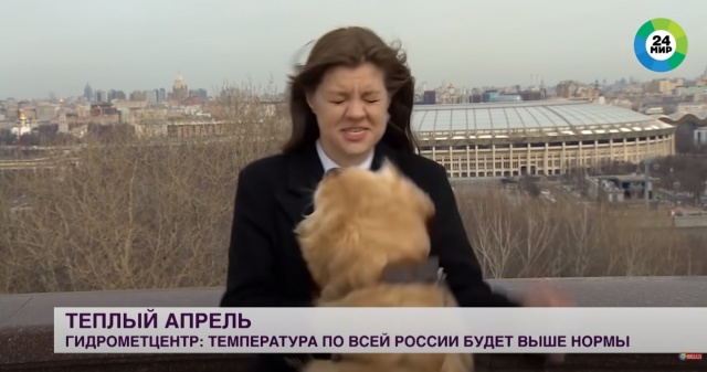 지난1일(현지시간) 모스크바 시가지에서 나데즈다 세레즈키나 미르24 기자가 날씨 소식을 전하던 중 골든 레트리버에 마이크를 빼앗기로 있다. /출처=미르24 유튜브
