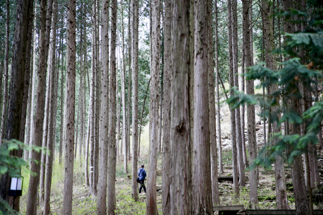 공기마을 편백나무숲은 햇빛이 잘 들어오지 않을 정도로 빽빽한 숲이다. 피톤치드 향으로 가득한 숲을 걷다 보면 건강해지는 기분이 든다.