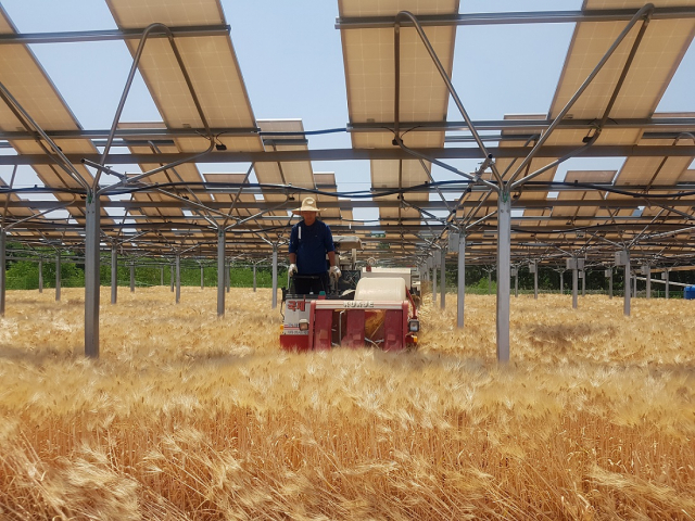 영농형 태양광이 설치된 농지에서 농민이 트랙터를 운전하고 있다./사진 제공=한화큐셀