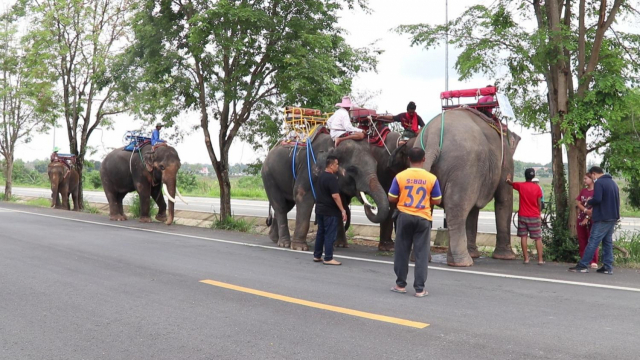 방콕 촌부리주 파타야에서 관광객을 대상으로 일하던 코끼리들이 신종 코로나바이러스 감염증(코로나19)로 관광객 수가 급감하자 고향으로 돌아갈 준비를 하고 있다./출처=방콕포스트