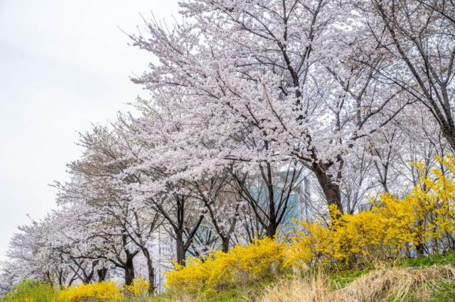 벚꽃과 개나리가 어우러지는 곳 서울 송파구 ‘성내천’/사진=서울관광재단