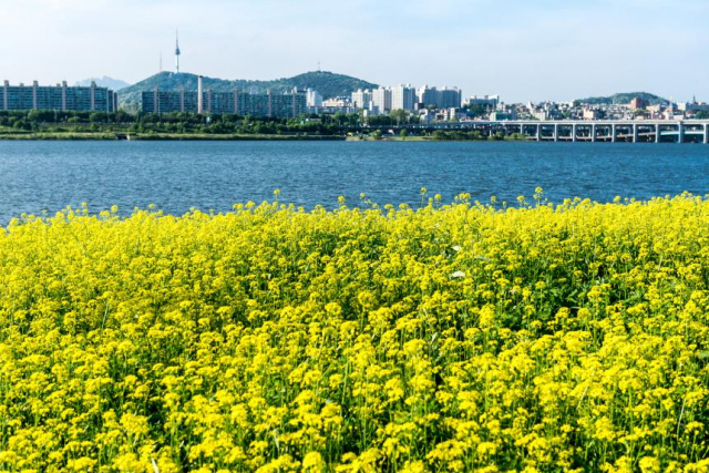 제주도가 아닌 서울에서 만나는 유채꽃/사진=서울관광재단