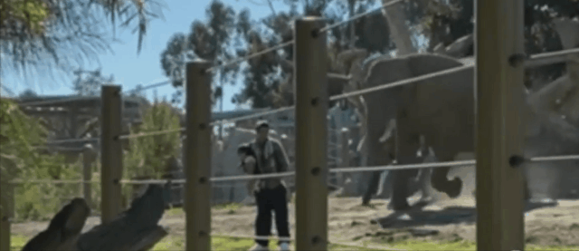 지난달 19일 캘리포니아주 샌디에이고 동물원에서 한 20대 남성이 두 살 배기 딸에게 코끼리를 생생하게 보여주기 위해 울타리 안으로 들어갔다가 코끼리가 달려들자 급히 몸을 피하고 있다./출처=abc뉴스