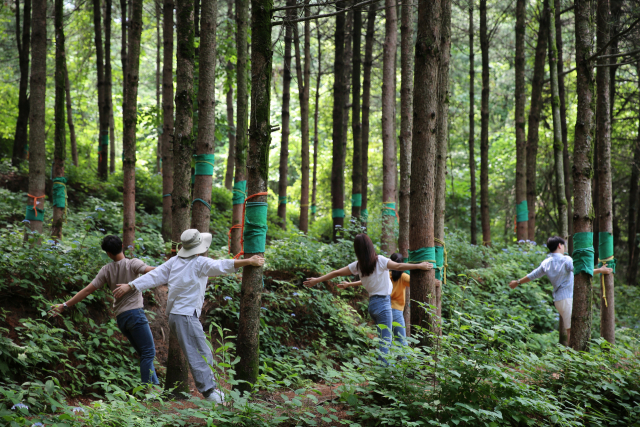 국립산림치유원이 산림치유 프로그램을 운영하고 있다. 사진제공=국립산림치유원