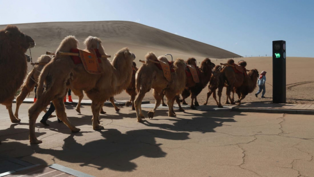 중국 간수성 둔황시 밍샤산에서 낙타들이 일렬로 줄을 지어 신호를 받아 길을 건너고 있다./출처=CNN