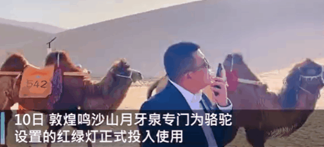 중국 간수성 둔황시 밍샤산에 위치한 낙타 전용 신호등에 맞춰 낙타들이 줄지어 길을 건너고 있다./출처=웨이보