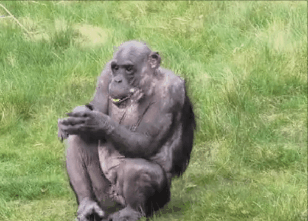 지난12일(현지시간) 영국 레스터셔주에 위치한 트와이크로스 동물원에서 38살 침팬지 ‘윌리엄’이 코로나 봉쇄 조치 완화로 관광객이 몰려들자 박수를 치며 환영하고 있다./출처=데일리메일
