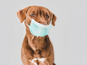 개 코로나 백신을 사람에게?…칠레 수의사 벌금 처분
