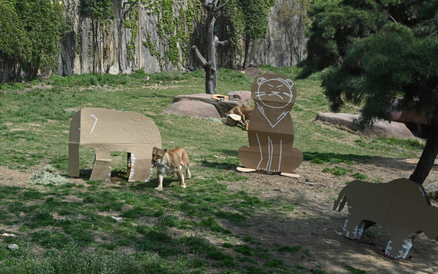 서울대공원의 사자가 LG전자 가전제품의 포장 박스로 만든 놀이도구를 가지고 놀고 있다./사진제공=LG전자