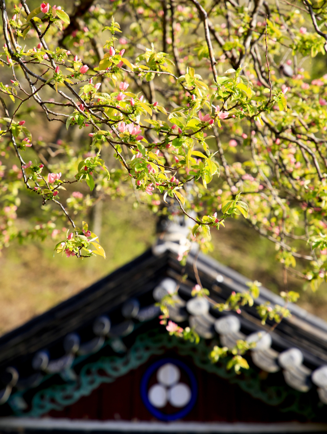 수령 1,000년이 넘은 것으로 추정되는 도덕암 모과나무는 매년 꽃과 열매를 맺으면 건재함을 과시하고 있다.