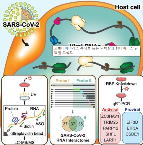 코로나바이러스 증식을 돕는 단백질과 항바이러스 단백질 모식도 /제공=IBS