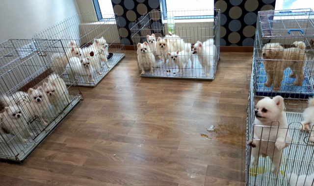 한 대형 동물미용학원에서 실습 전후 강아지들이 케이지 안에 갖혀 있는 모습./독자 제공
