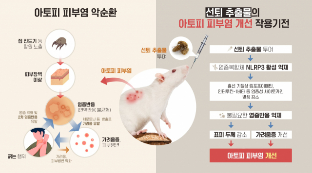 한의학연 연구진이 규명한 선퇴 추출물의 아토피피부염 개선효능 작용기전. 사진제공=한국학의학연구원