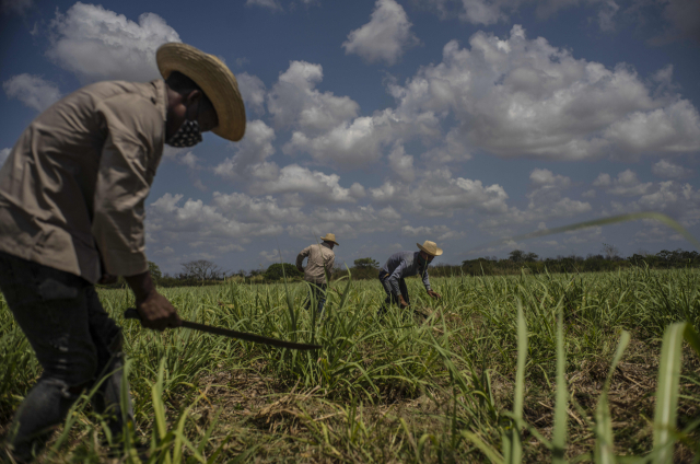 쿠바의 사탕수수 농장 /AP연합뉴스