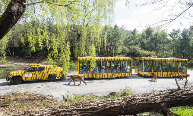 오는 14일부터 새롭게 선보이는 에버랜드 사파리월드 와일드 트램 사진 앞으로 호랑이가 다가오고 있다./사진제공=삼성물산