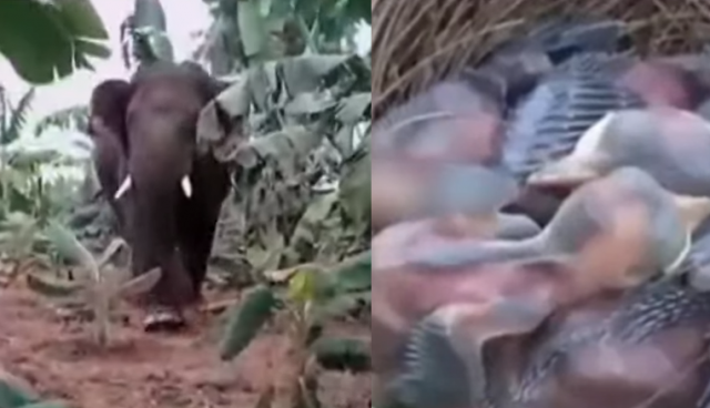 바나나숲을 쑥대밭으로 만든 인도 야생 코끼리(왼쪽)과 바나나숲에서 살아남은 아기새들./출처=유튜브 10TV News Telugu