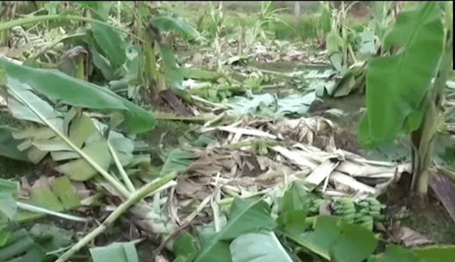 [영상] 바나나숲 쑥대밭 만든 인도 코끼리떼, 아기새 둥지는 지켰다