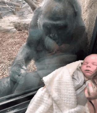 미국 메사츠세츠주 동물원에서 어미 고릴라 키키가 인간 아가를 보고 관심을 표하고 있다./출처=abc뉴스
