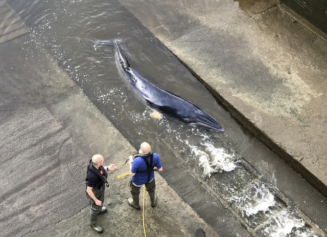 영국 템스강에서 발견된 새끼 밍크고래의 모습./AP연합뉴스