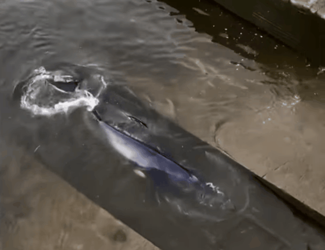 영국 템스강에서 발견된 새끼 밍크고래의 모습./출처=글로벌뉴스 유튜브