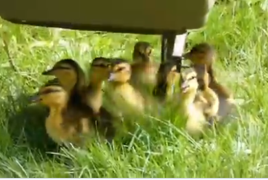 뉴욕 센트럴 파크의 호수 인근 잔디밭으로 안전하게 이동한 새끼오리들./출처=Manhattan Bird Alert 트위터