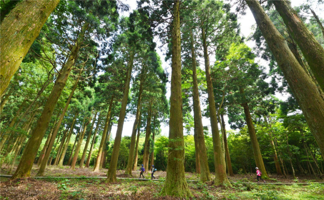 국립산림과학원이 새롭게 개발한 산림교육 프로그램 ‘한남시험림에서 듣고 보는 신비한 제주 숲 이야기!’를 활용한 숲해설을 실시하게 될 제주 사려니숲길. 사진제공=국립산림과학원