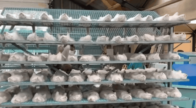 지난해 11월 데마트의 한 밍크농장에서 당국 관계자와 직원들이 코로나19를 확산한다는 이유로 대량 살처분한 밍크를 묻기 위해 정리하고 있다./출처=SCMP 유튜브