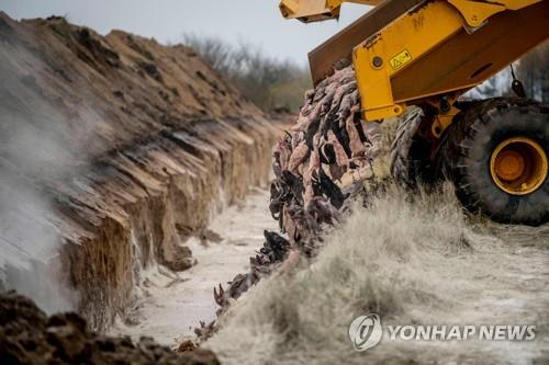 지난해 11월 덴마크에서 살처분된 밍크들이 매립되고 있다. /연합뉴스