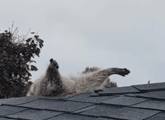 캐나다 온타리오의 한 가정집 지붕에 낀 너구리의 모습./출처=유튜브