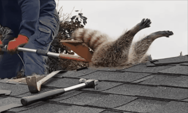 캐나다 온타리오의 한 가정집 지붕에 낀 너구리가 구출되는 모습./출처=유튜브
