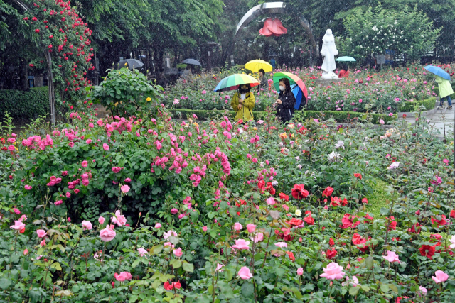 전국에 비가 내린 16일 서울 중랑구 장미공원을 찾은 시민들이 활짝 핀 장미를 감상하고 있다./성형주 기자