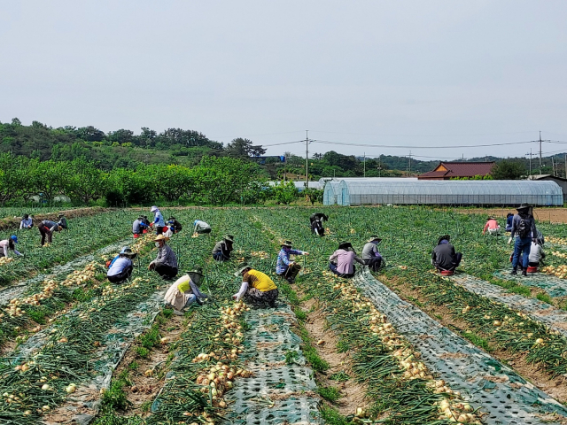전남도 농축산식품국, 양파수확 농촌일손돕기 나서