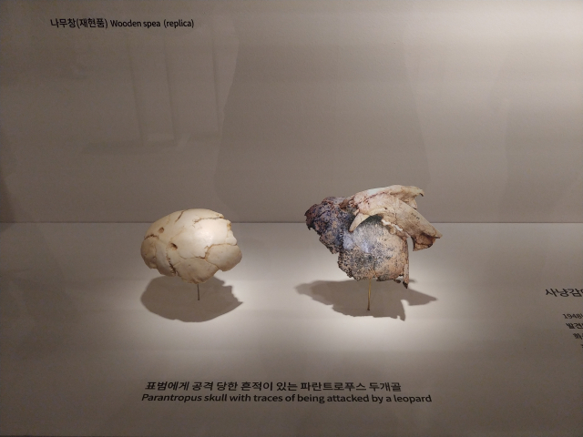표범에 공격 당한 고인류의 두개골 화석.