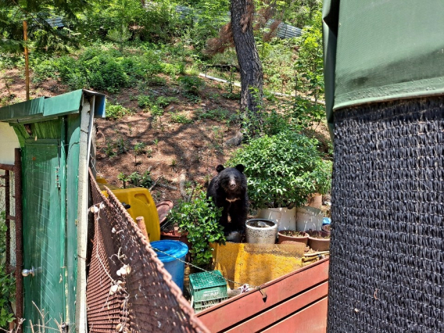 19일 울산시 울주군 범서읍 서사리 한 농장에 나타난 곰. /사진제공=울산소방본부