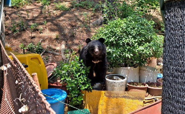 19일 오전 울산 울주군 범서읍의 한 농장 인근에 나타난 곰. /사진제공=울산소방본부