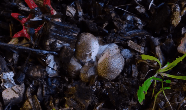 불가사리 곰팡이가 자라나는 모습./츌처=Planet Fungi 유튜브