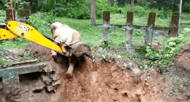 인도 남부에서 코끼리 한 마리가 굴삭기 도움을 받아 구덩이를 빠져나오고 있다. /출처=SudhaRamenIFS 트위터