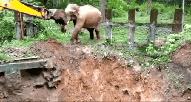 굴삭기 도움을 받아 구덩이를 빠져나온 코끼리가 굴삭기에 머리를 대고 감사인사를 하고 있다./출처=@SudhaRamenIFS 트위터