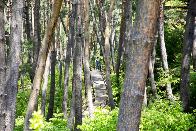 로미지안 가든 내 금강송 숲길은 명상을 위한 공간으로 사용되고 있다. 방문객들은 산림치유지도사의 안내에 따라 숲치유명상 프로그램에 참여할 수 있다.