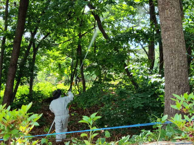 돌발해충 방제작업을 실시하고 있다. 사진제공=산림청