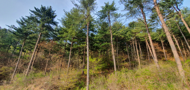산림청, 국유림 명품숲 5개소 추가 선정
