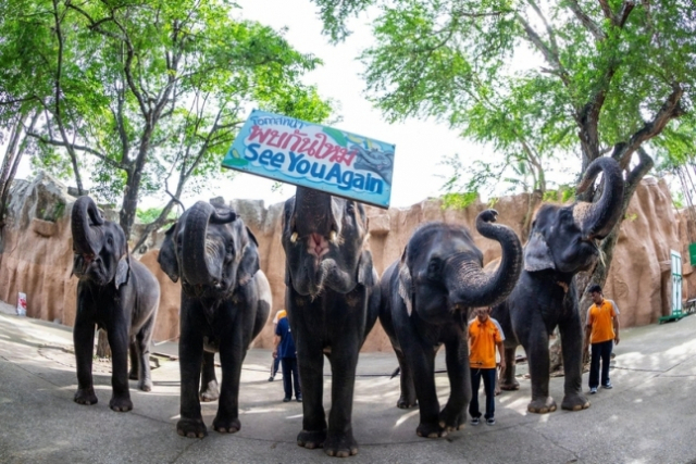 코끼리 11마리를 매물로 내놓은 태국의 한 동물원/연합뉴스