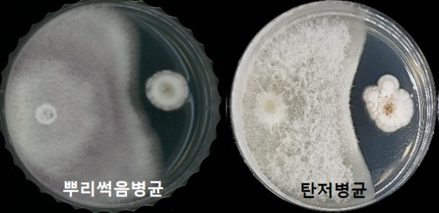 식물생장 촉진효과 뛰어난 담수균류2종 발견